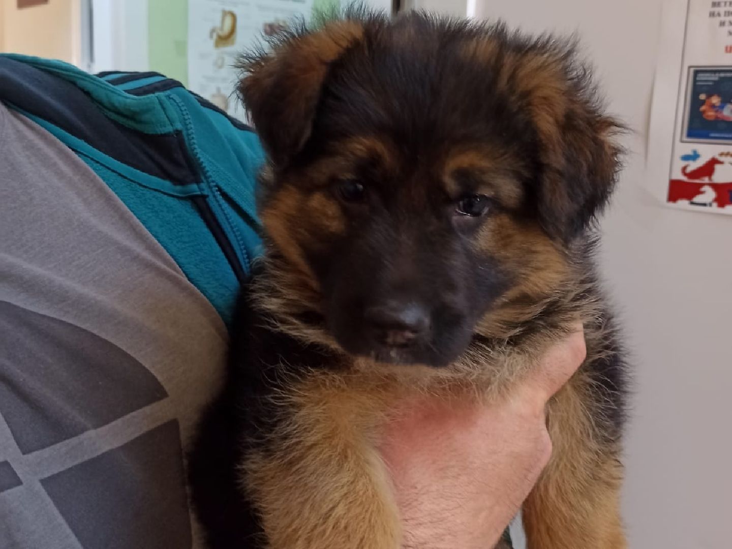 Кашира, бешенство, ветеринарная клиника, профилактика, вакцинация