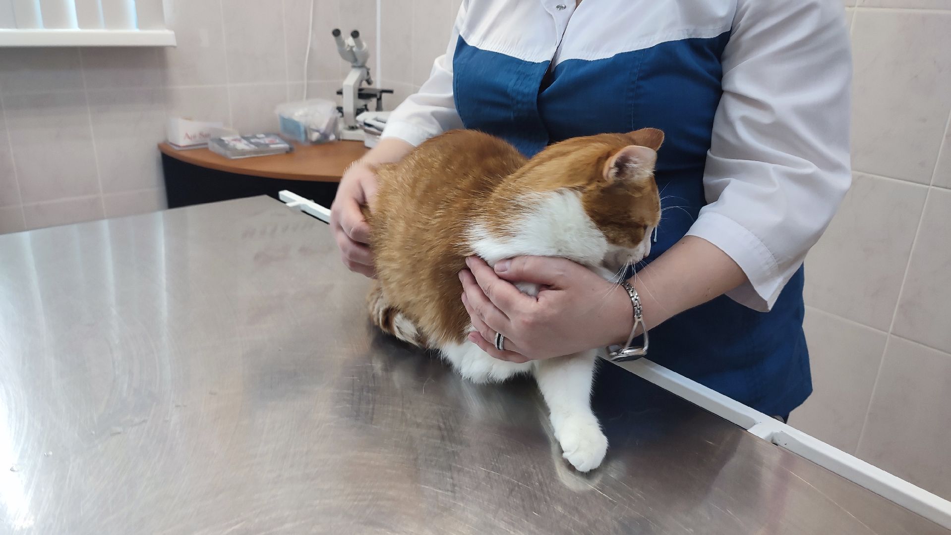 Кашира, бешенство, ветеринарная клиника, профилактика, вакцинация