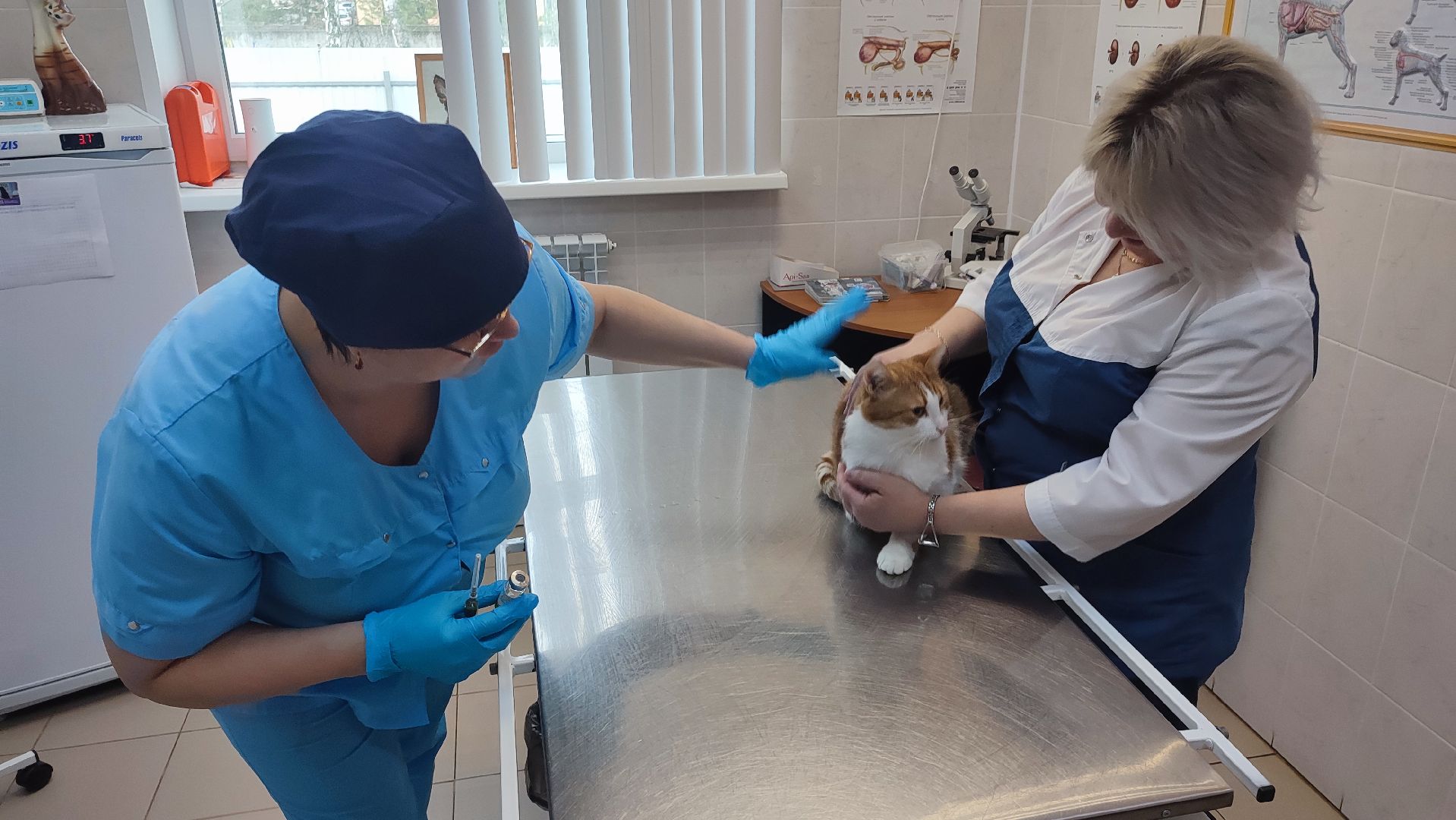 Кашира, бешенство, ветеринарная клиника, профилактика, вакцинация