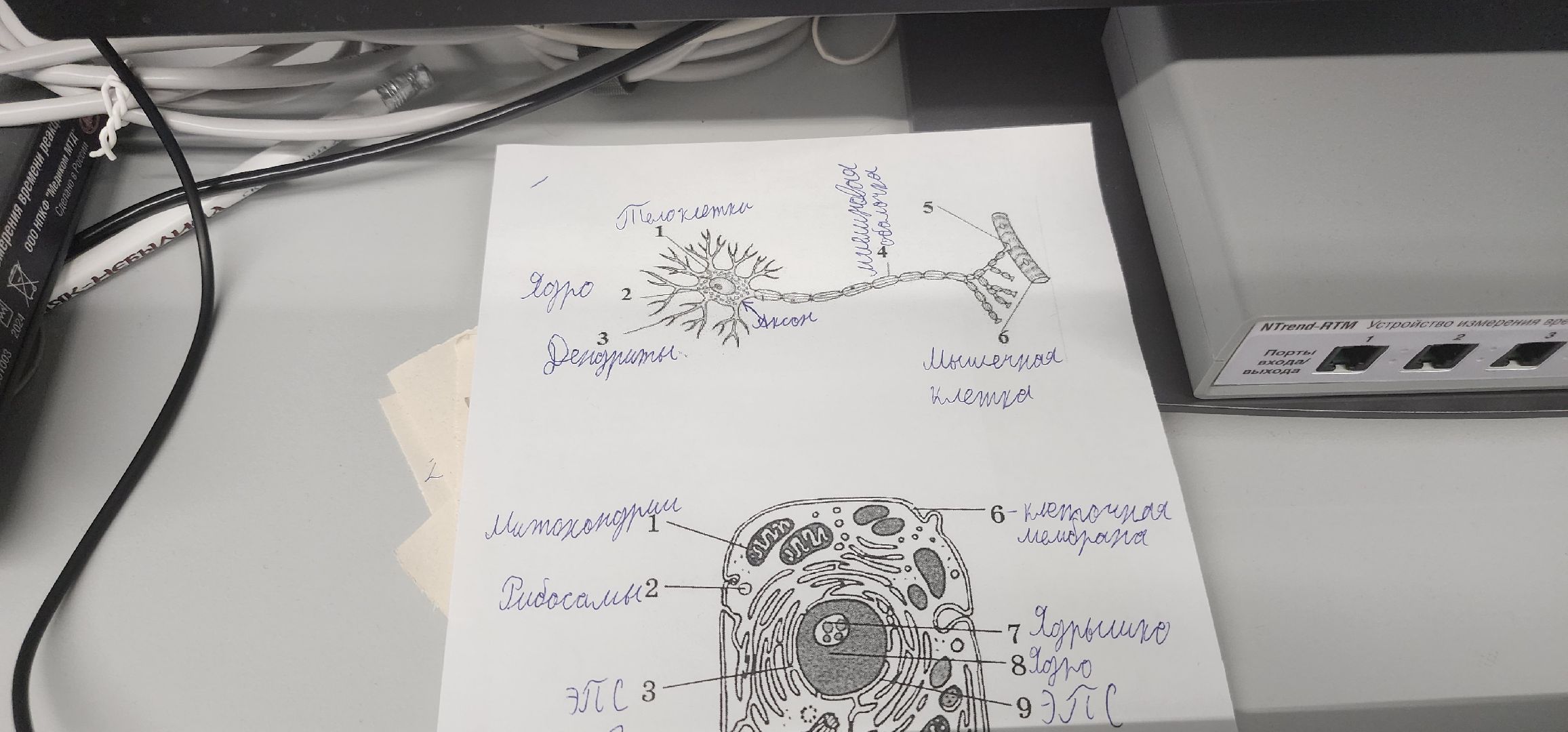 долгопрудный, технопарк, конференция, нейроспорт, нейромаркетинг, бос-системы, лаборатории,