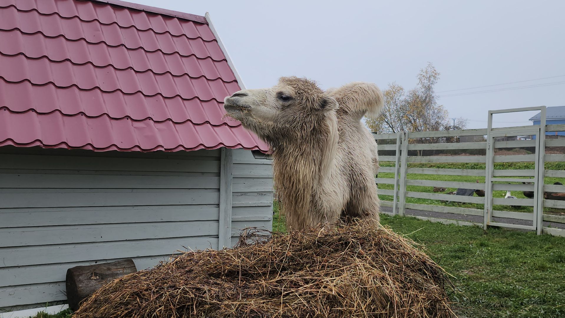 Истра, Сыр, Бизнес,