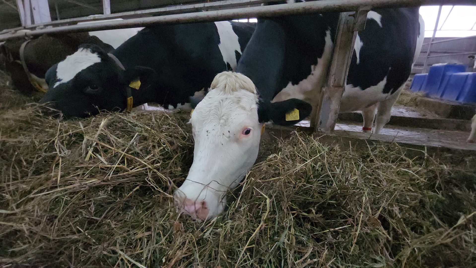 Истра, Сыр, Бизнес,