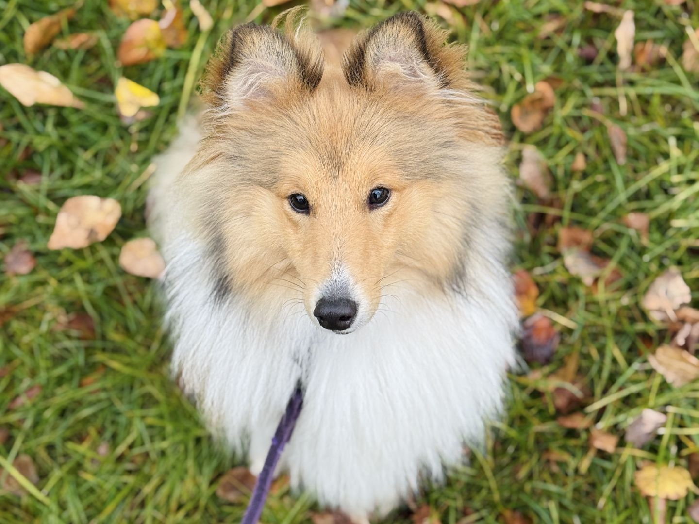 раменское, ветеринар, бешенство, прививка от бешенства, чипирование, регистрация животных,