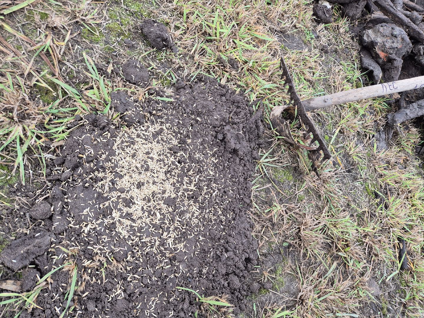 благоустройство территории, орехово-зуево, посев газона,