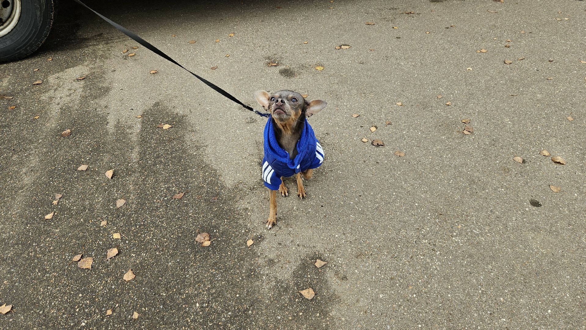 долгопрудный, собаки, чипирование, чипирование домашних животных, чипирование животных, чипирование собак,вакцинация животных, вакцинация от бешенства, вакцинация животных от бешенства,