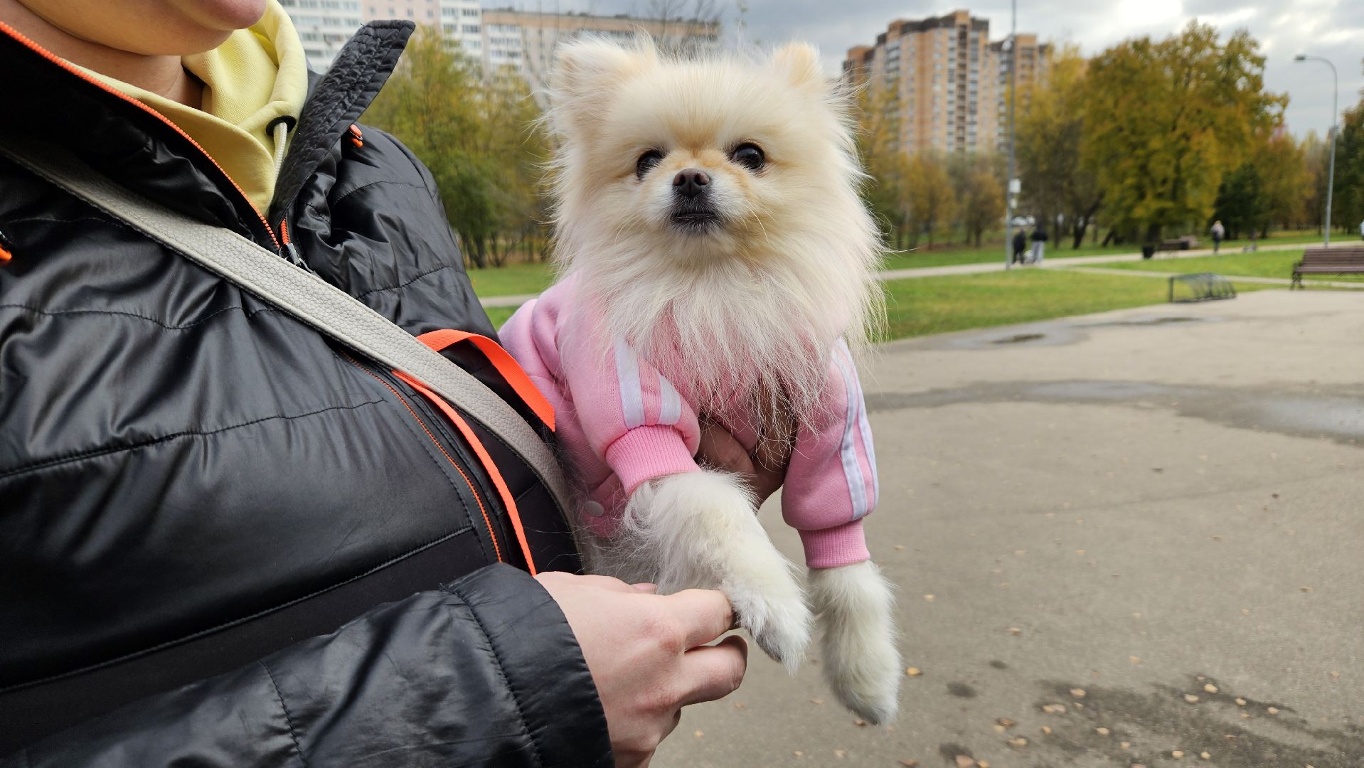 долгопрудный, собаки, чипирование, чипирование домашних животных, чипирование животных, чипирование собак,вакцинация животных, вакцинация от бешенства, вакцинация животных от бешенства,
