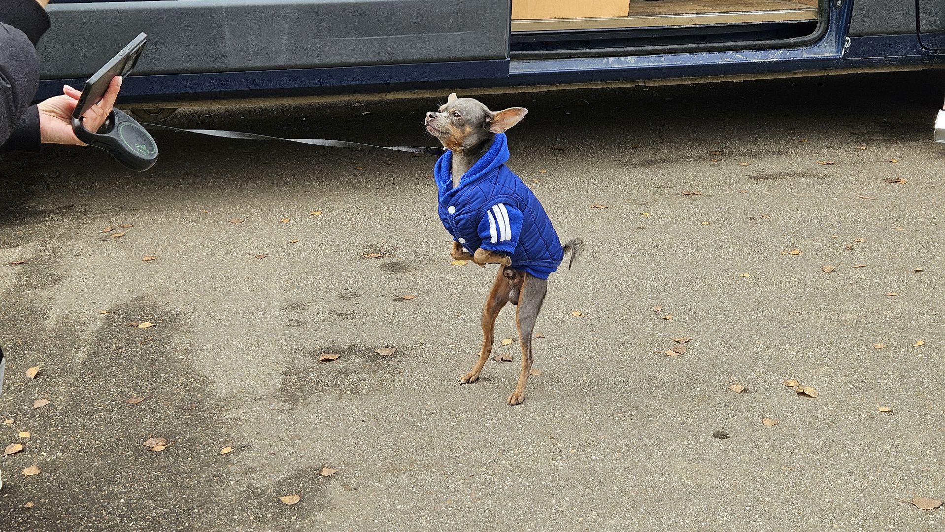 долгопрудный, собаки, чипирование, чипирование домашних животных, чипирование животных, чипирование собак,вакцинация животных, вакцинация от бешенства, вакцинация животных от бешенства,