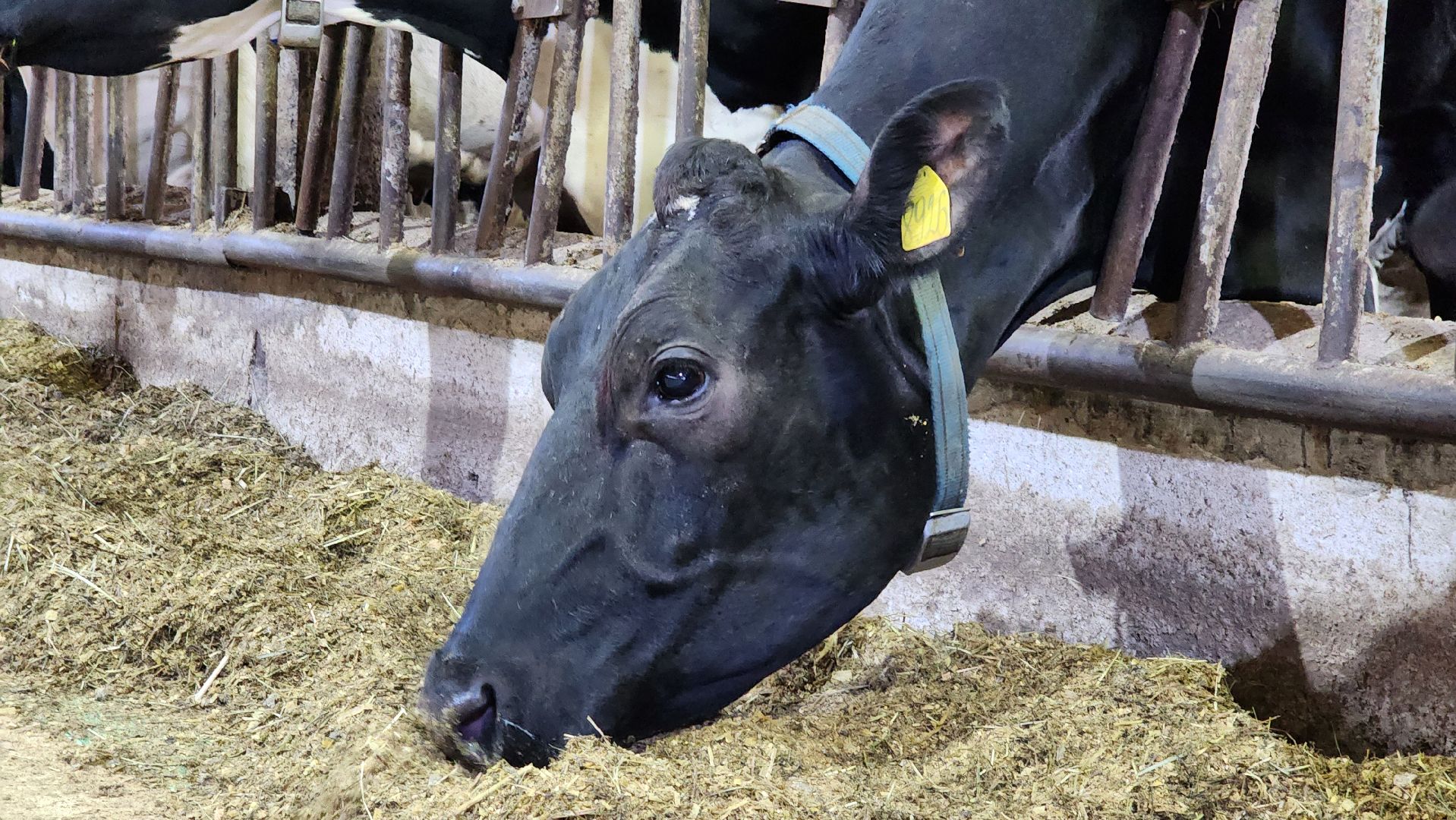 луховицы, племзавод пойма, сельское хозяйство,