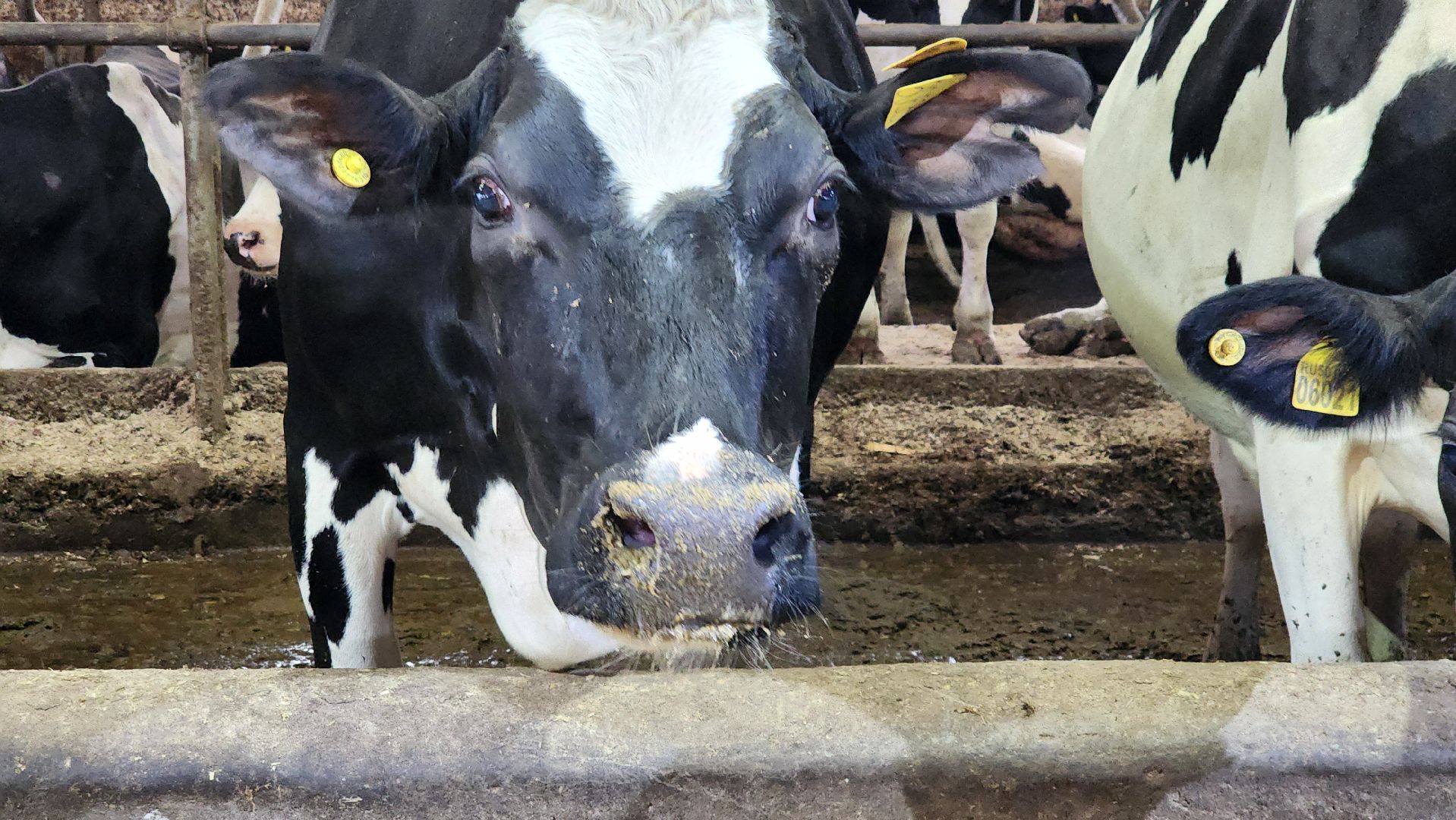 луховицы, племзавод пойма, сельское хозяйство,