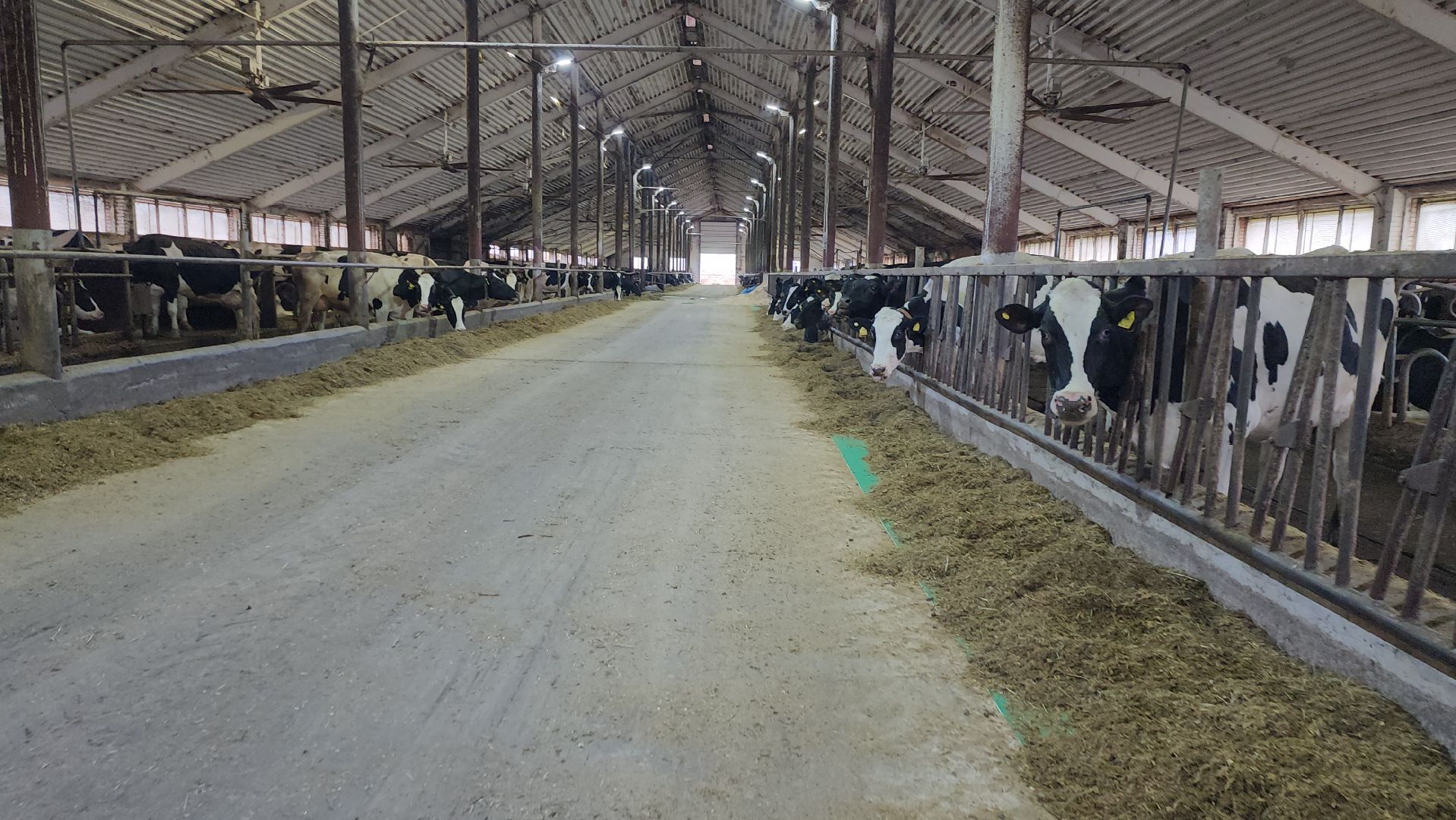 луховицы, племзавод пойма, сельское хозяйство,