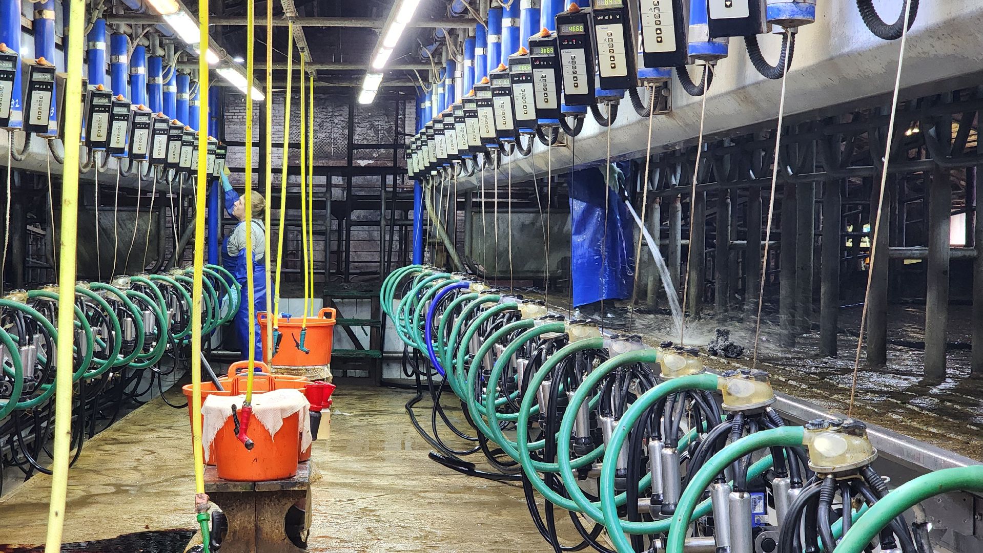 луховицы, племзавод пойма, сельское хозяйство,