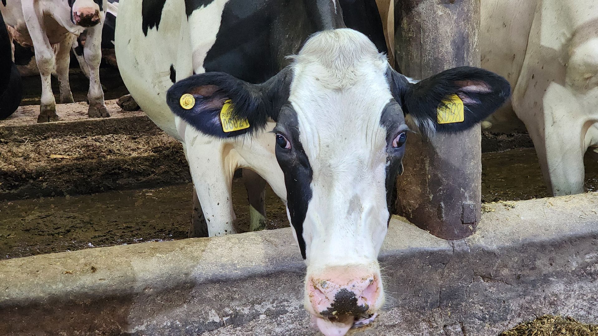 луховицы, племзавод пойма, сельское хозяйство,