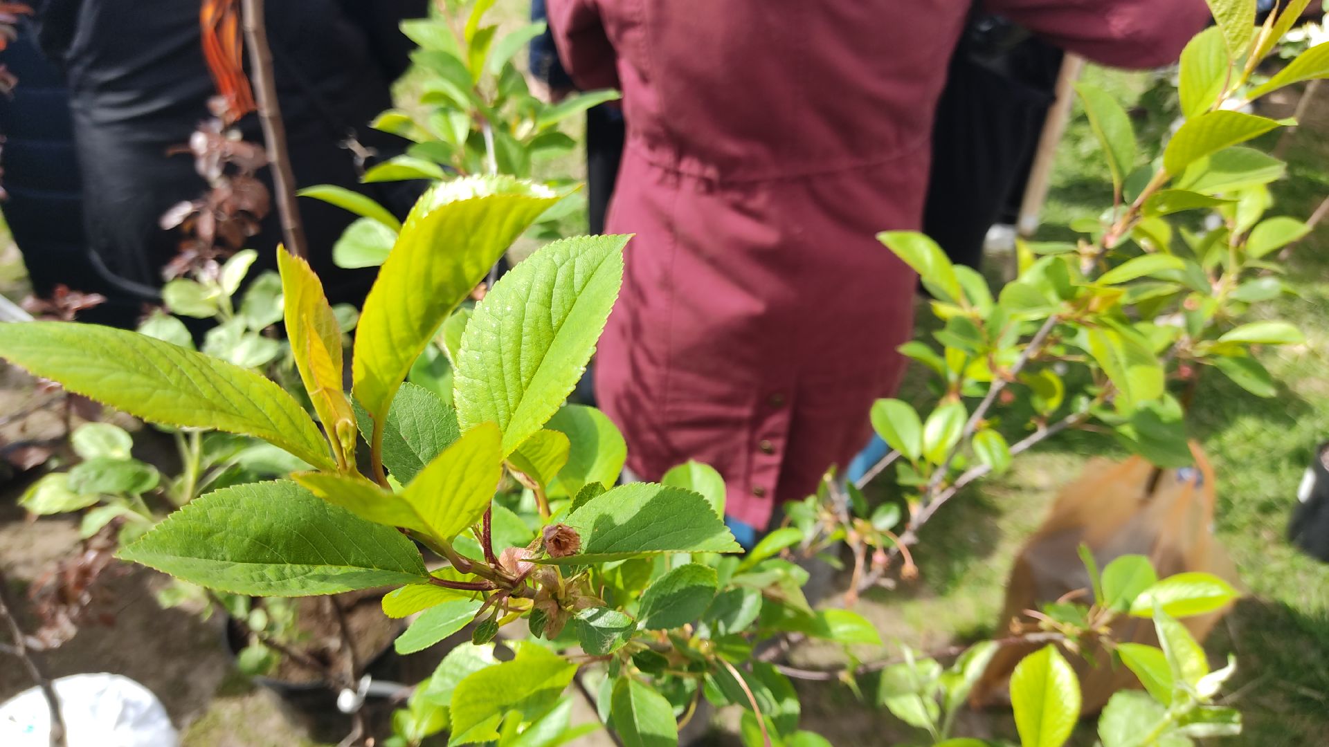 Лобня, общество, ветеран