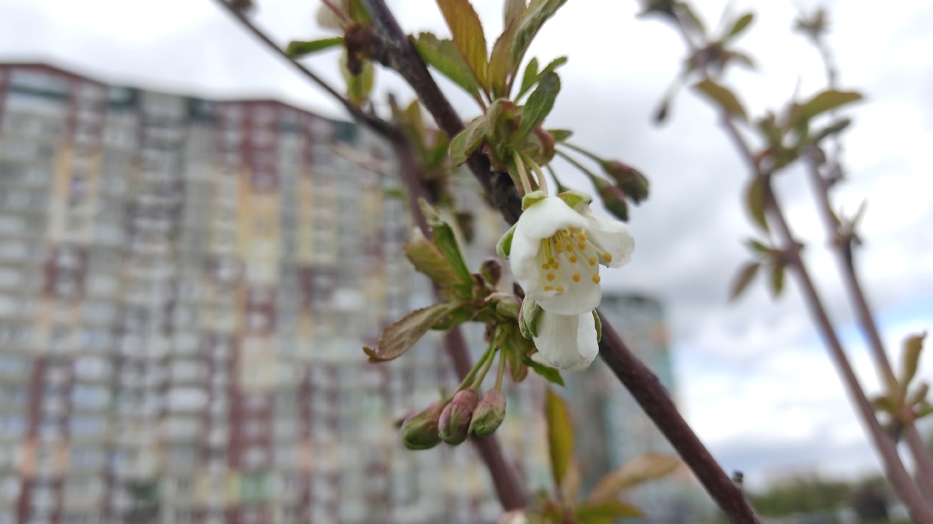 Лобня, общество, ветеран