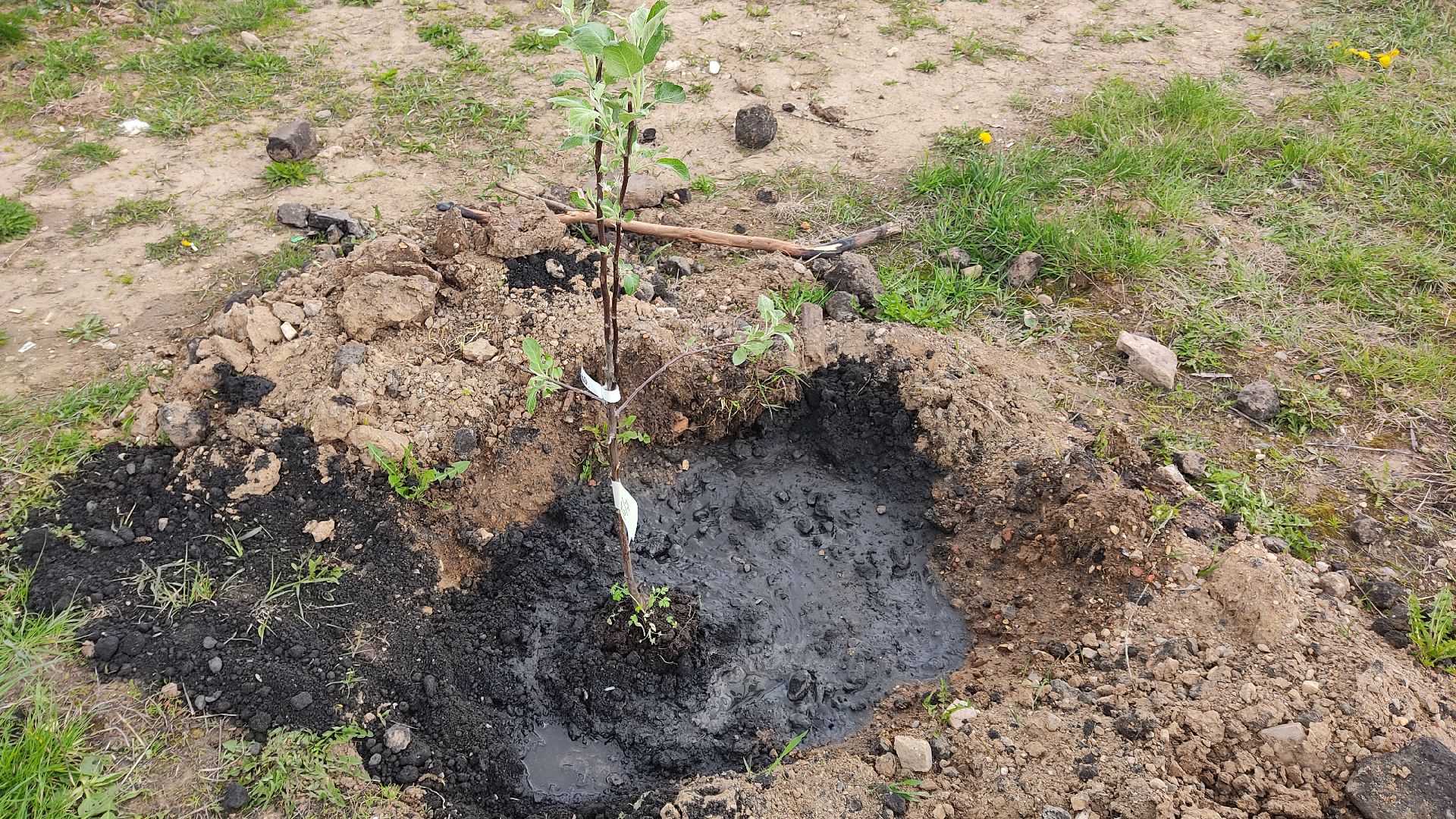 Лобня, общество, ветеран