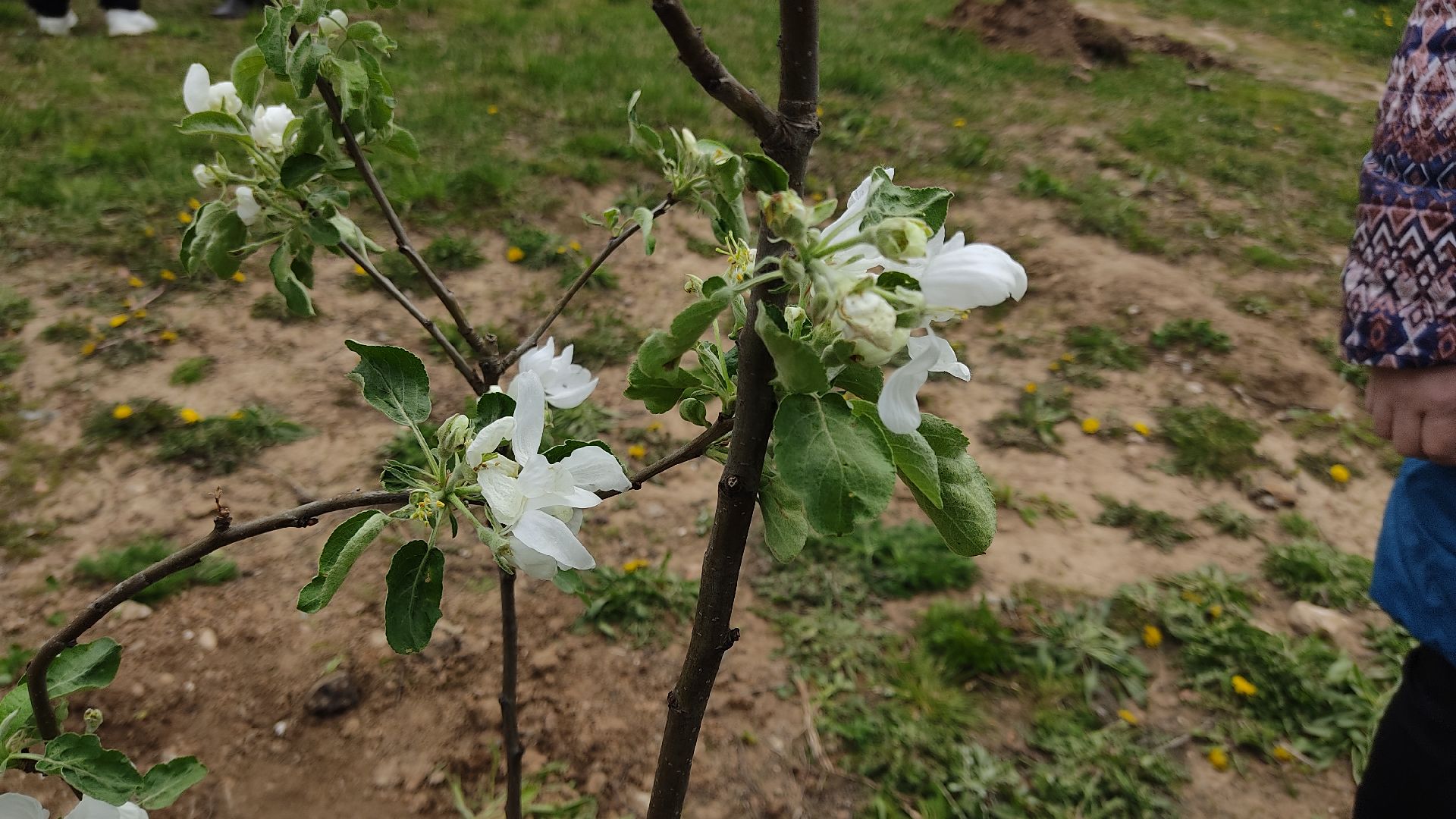 Лобня, общество, ветеран