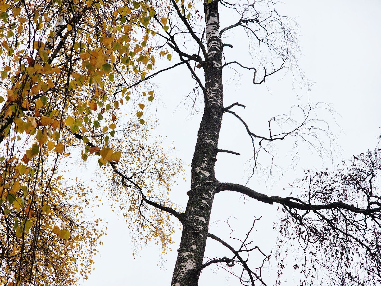 дубна, выездная администрация, благоустройство,