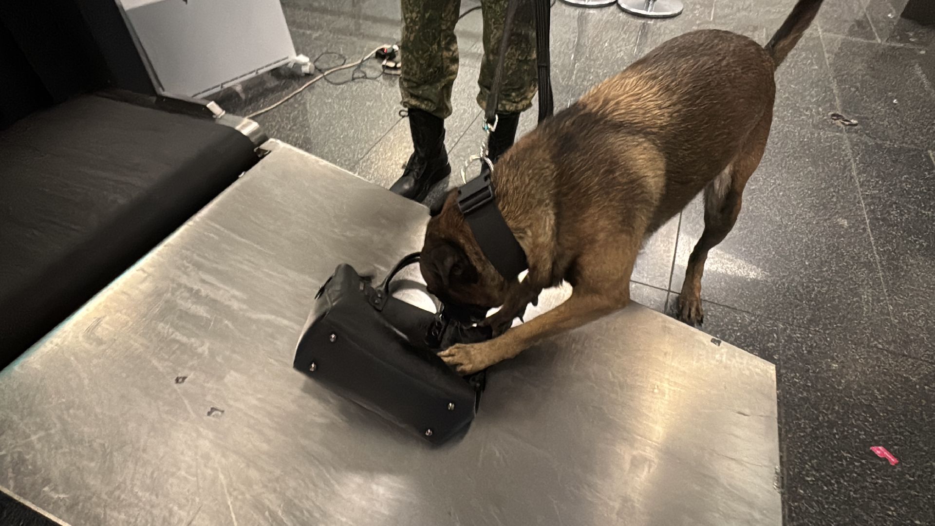 Кинологи аэропорта Внуково, Таможня на замке, Таможенный контроль,