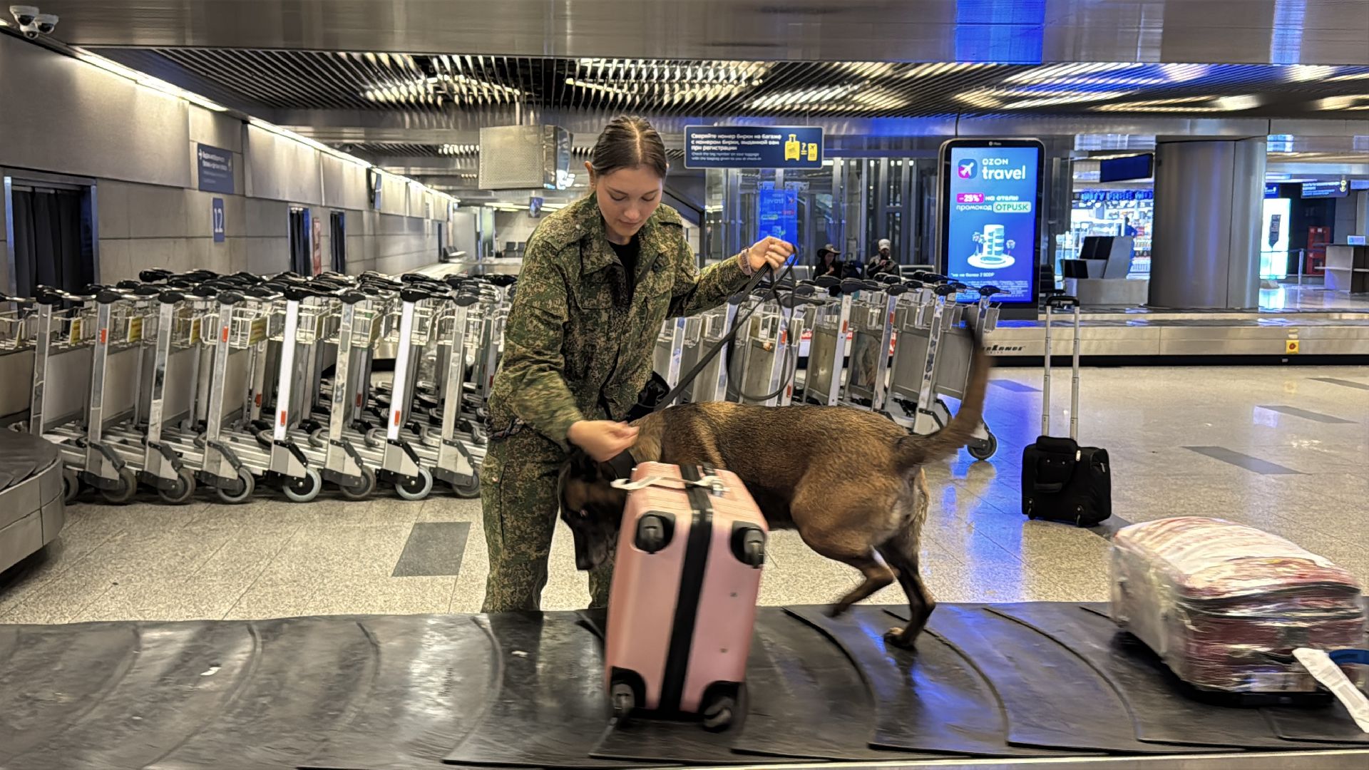 Кинологи аэропорта Внуково, Таможня на замке, Таможенный контроль,