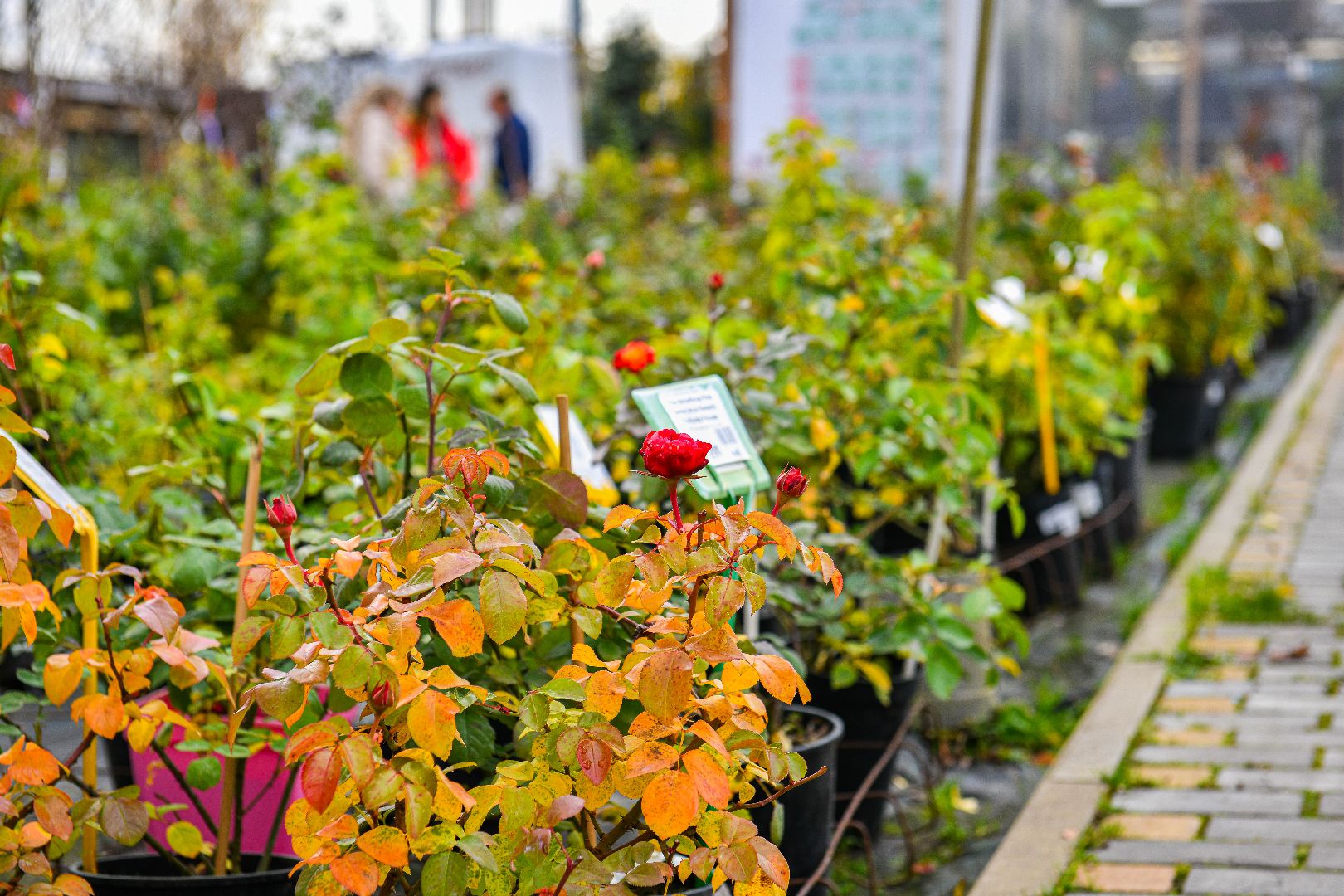 цветы, деревья, питомник, выставка,