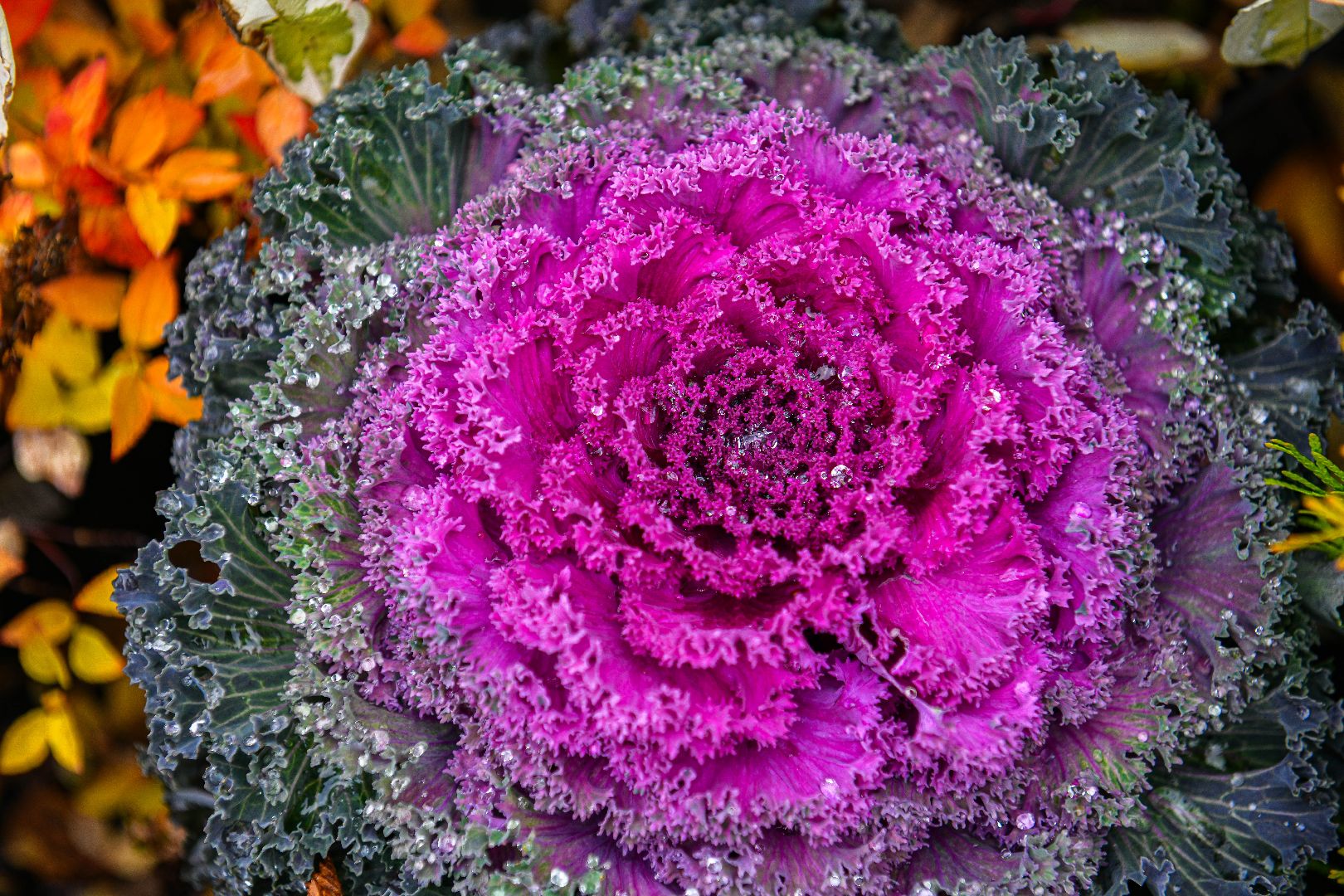 цветы, деревья, питомник, выставка,