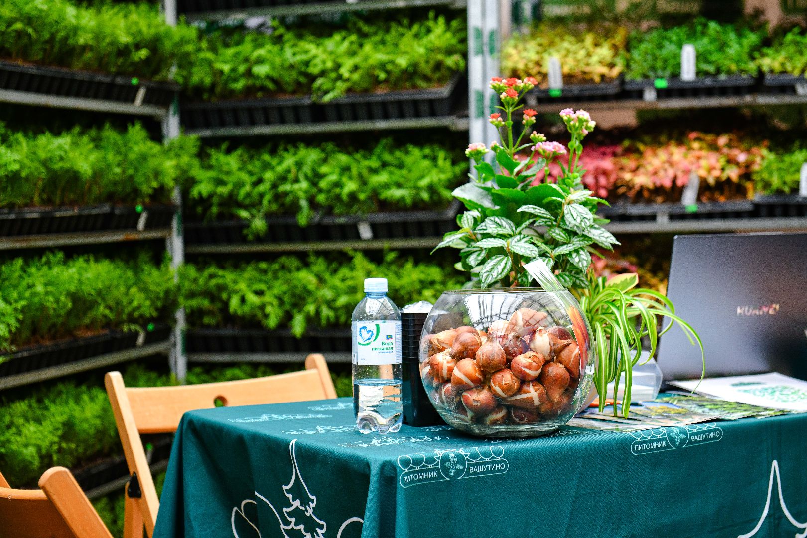 цветы, деревья, питомник, выставка,