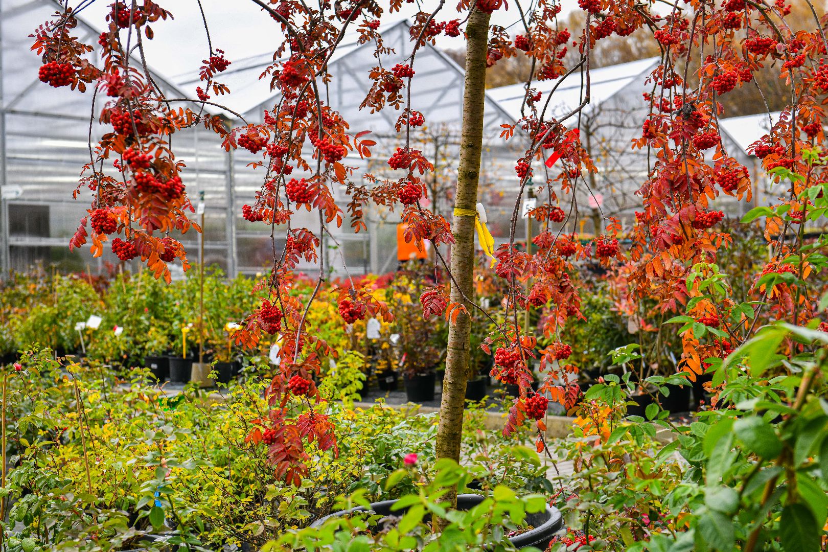 цветы, деревья, питомник, выставка,