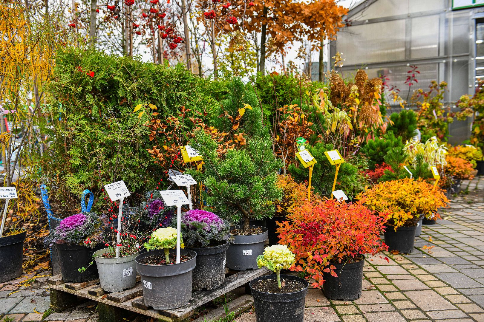 цветы, деревья, питомник, выставка,