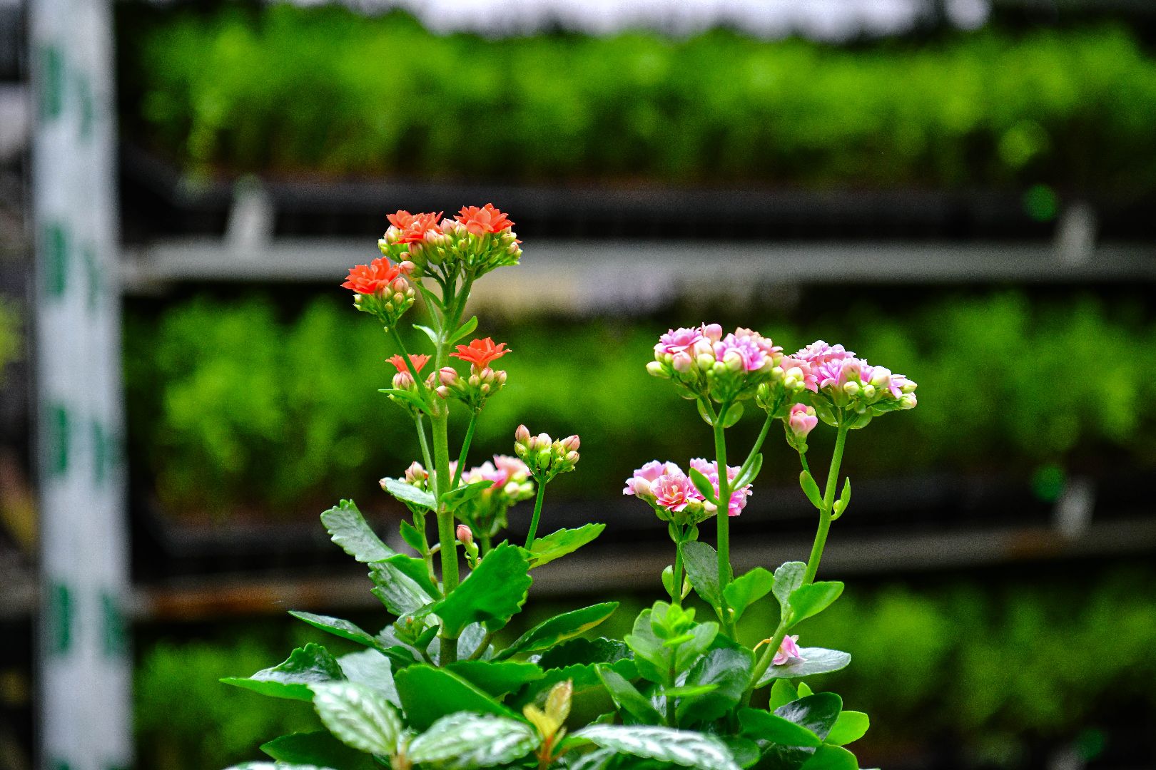 цветы, деревья, питомник, выставка,