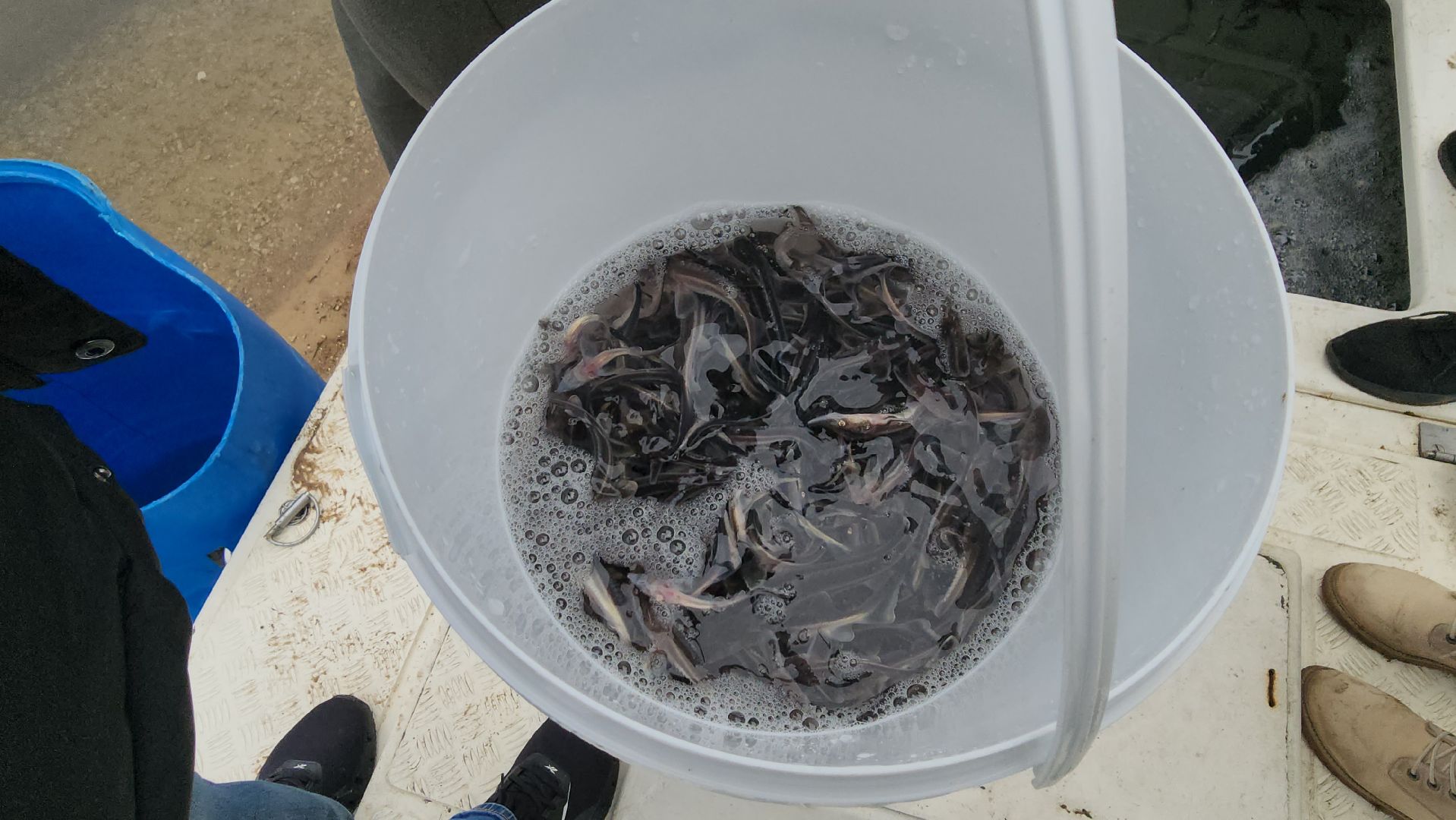 серпухов, деревня лукьяново, мальки стерляди на оке в серпухове,