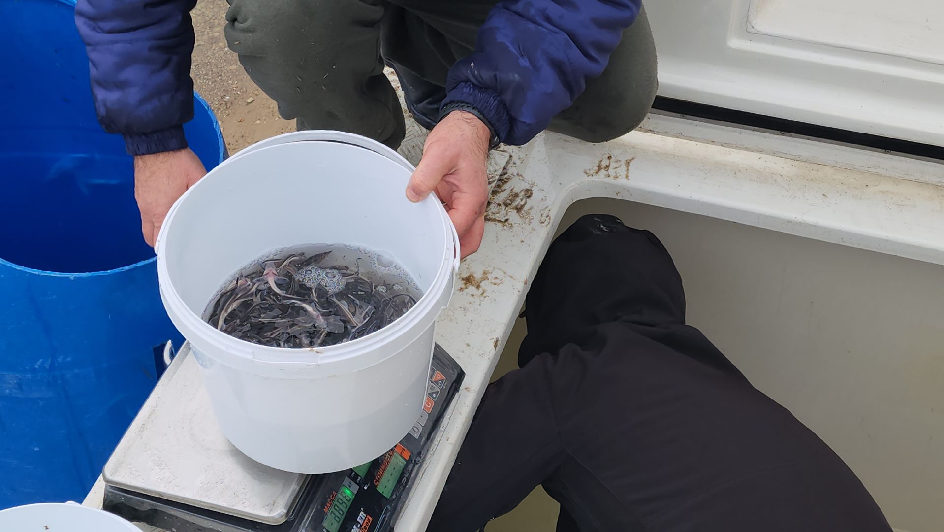 серпухов, деревня лукьяново, мальки стерляди на оке в серпухове,