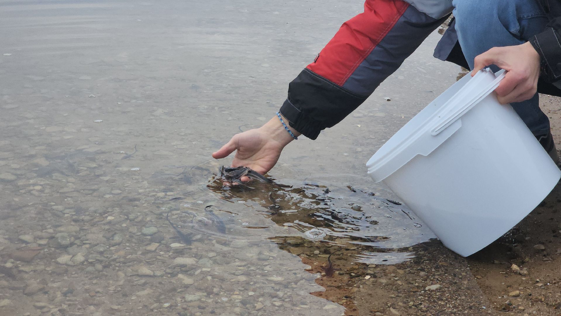 серпухов, деревня лукьяново, мальки стерляди на оке в серпухове,
