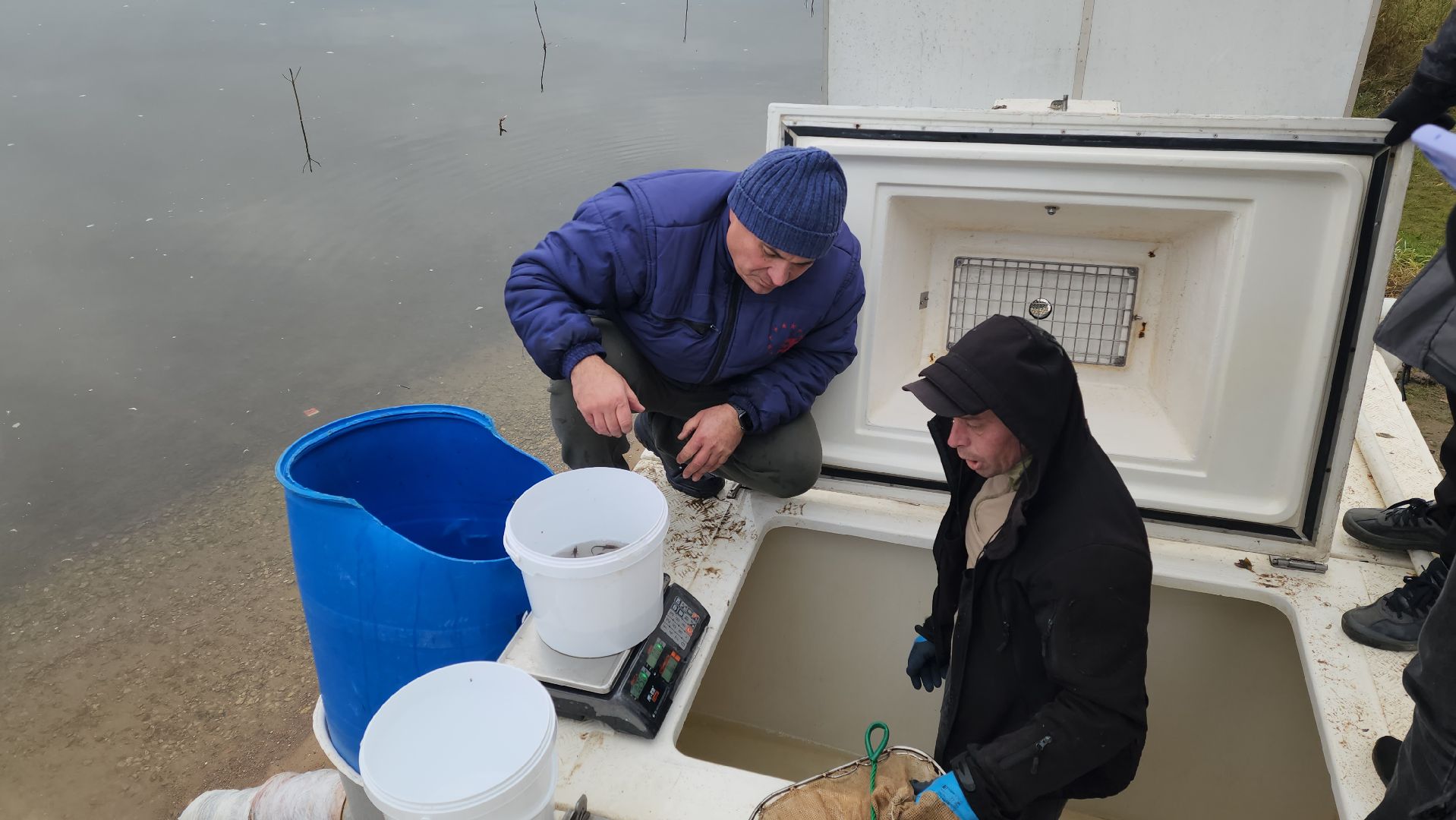 серпухов, деревня лукьяново, мальки стерляди на оке в серпухове,