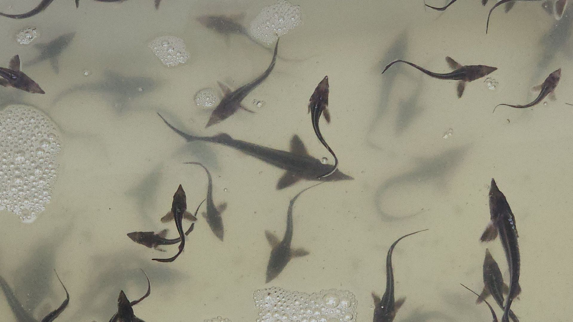 серпухов, деревня лукьяново, мальки стерляди на оке в серпухове,