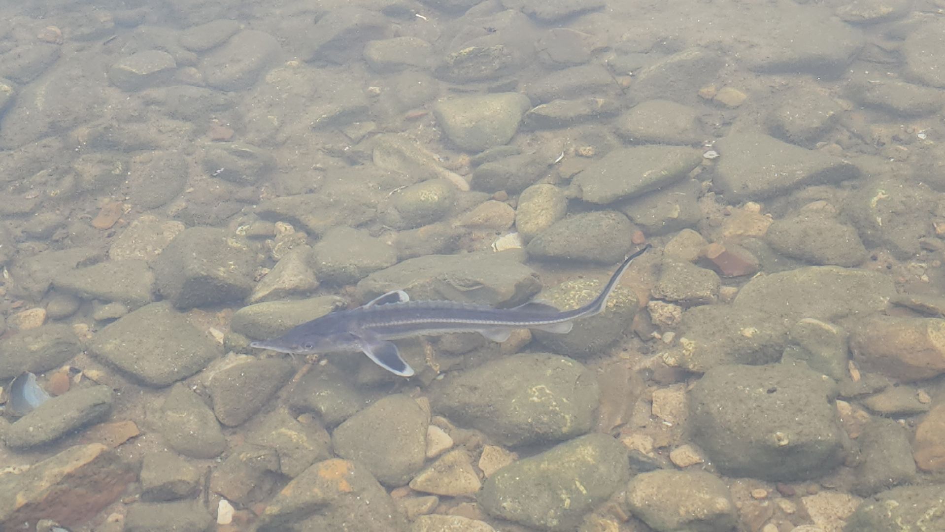 серпухов, деревня лукьяново, мальки стерляди на оке в серпухове,