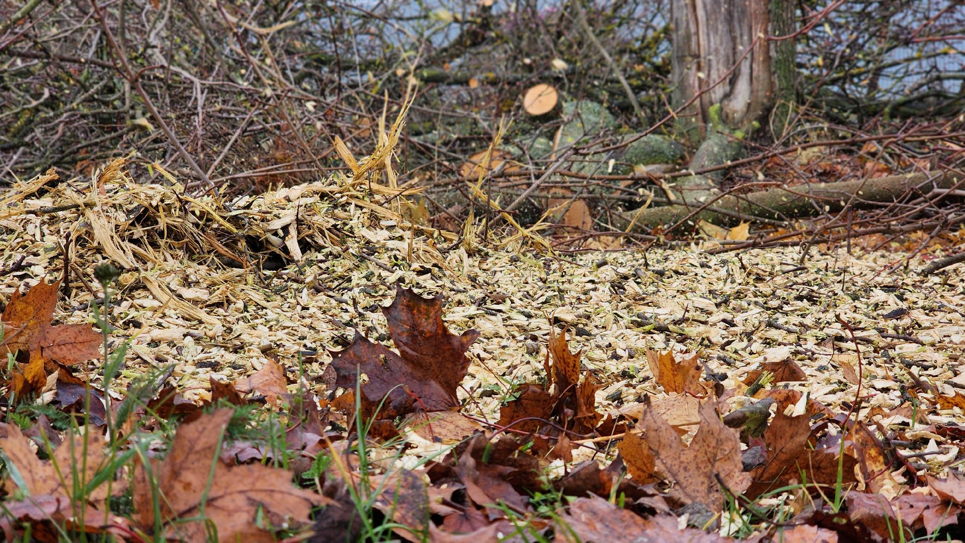 благоустрйоство, опиловка деревьев, лосино-петровский,