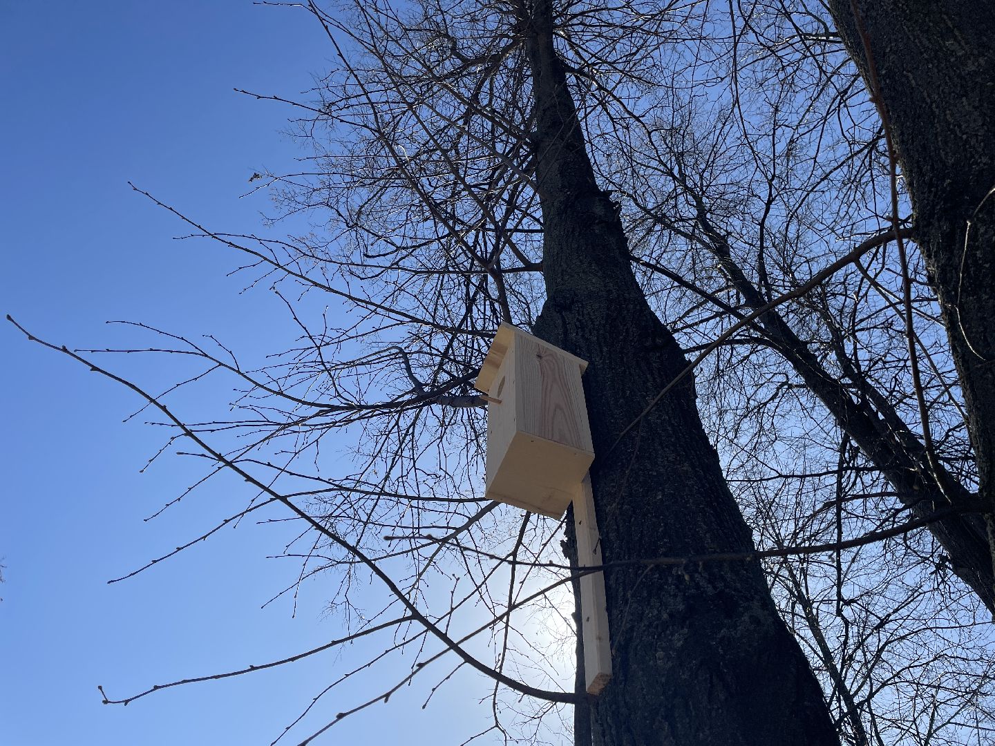 Скворечники, птицы