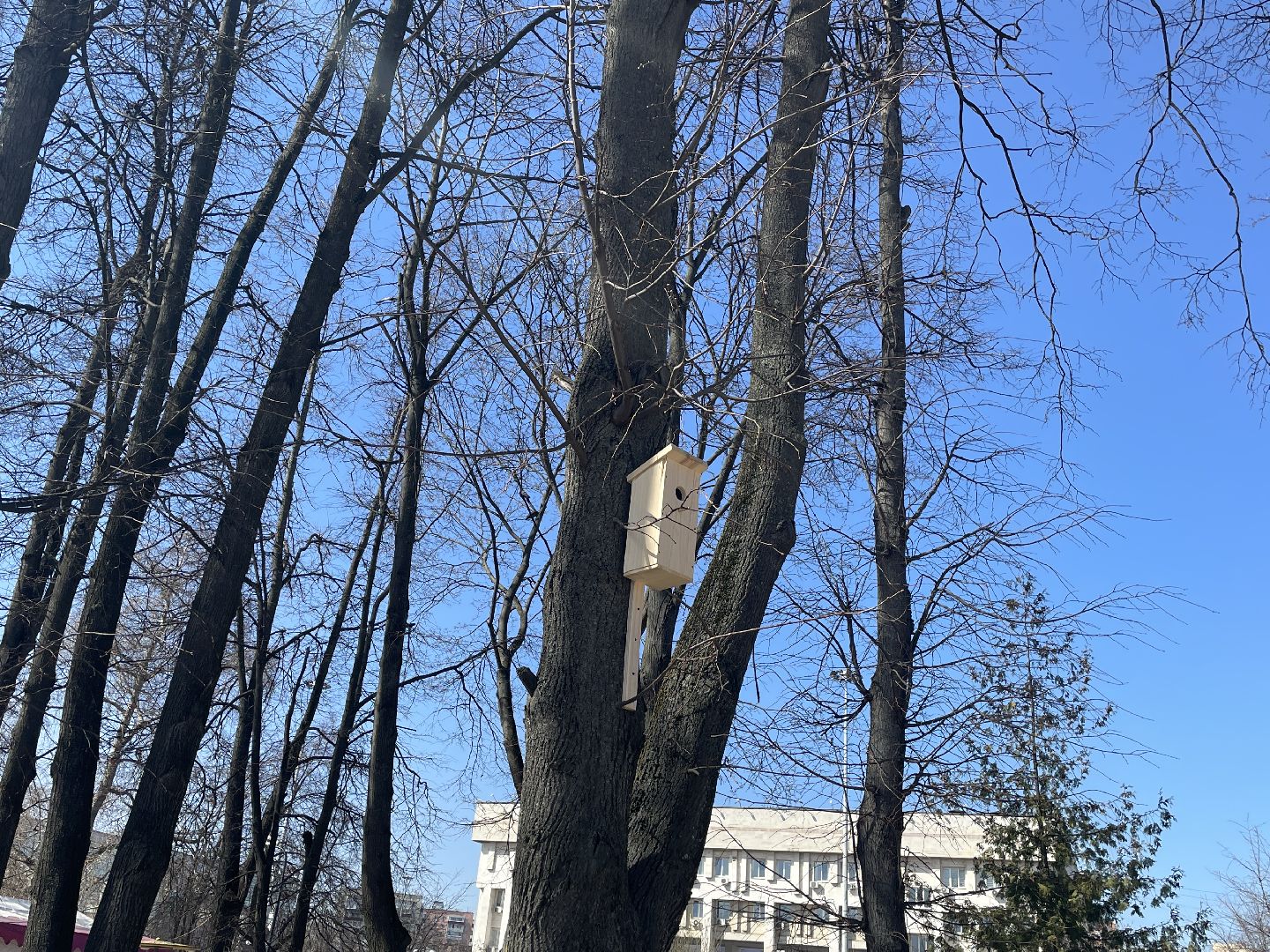 Скворечники, птицы