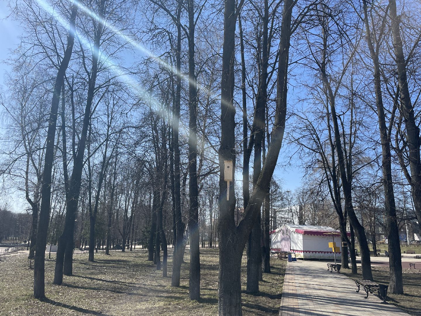 Скворечники, птицы