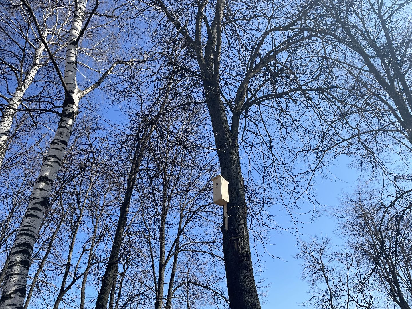 Скворечники, птицы