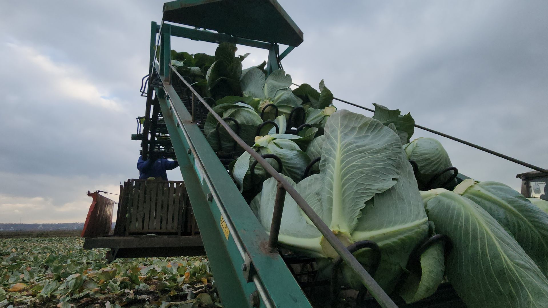 серпухов ао дашковка, уборка урожая в серпухове, сельское хозяйство в серпухове,
