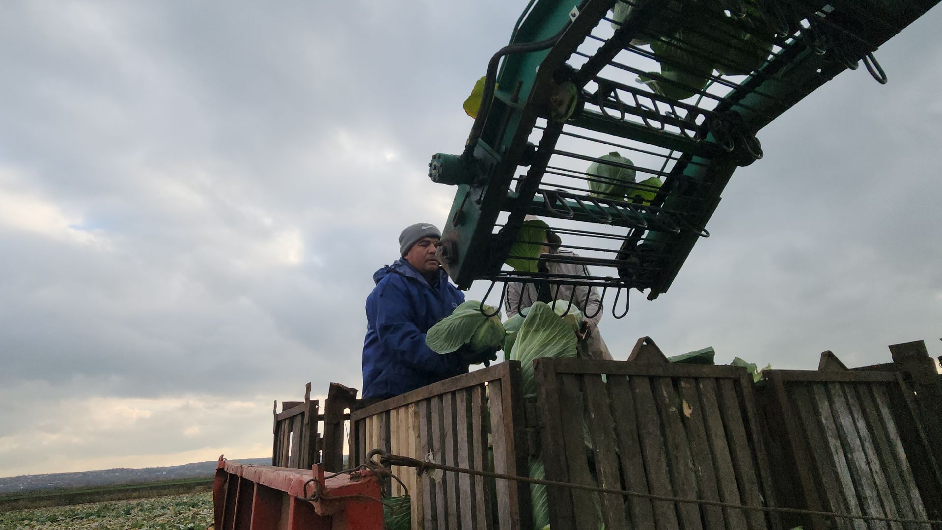 серпухов ао дашковка, уборка урожая в серпухове, сельское хозяйство в серпухове,
