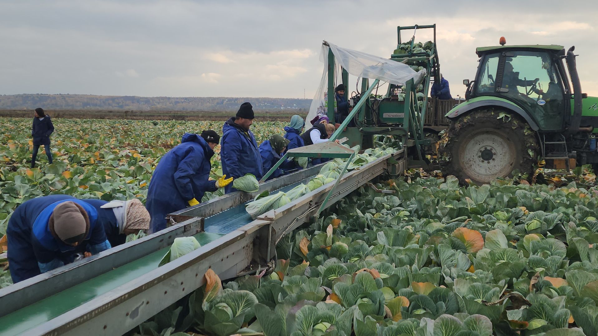 серпухов ао дашковка, уборка урожая в серпухове, сельское хозяйство в серпухове,