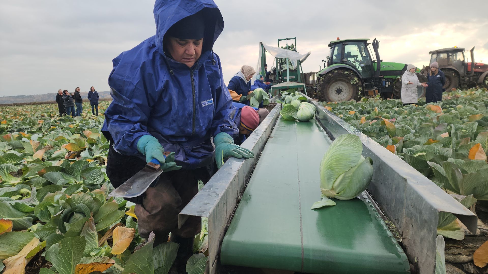 серпухов ао дашковка, уборка урожая в серпухове, сельское хозяйство в серпухове,