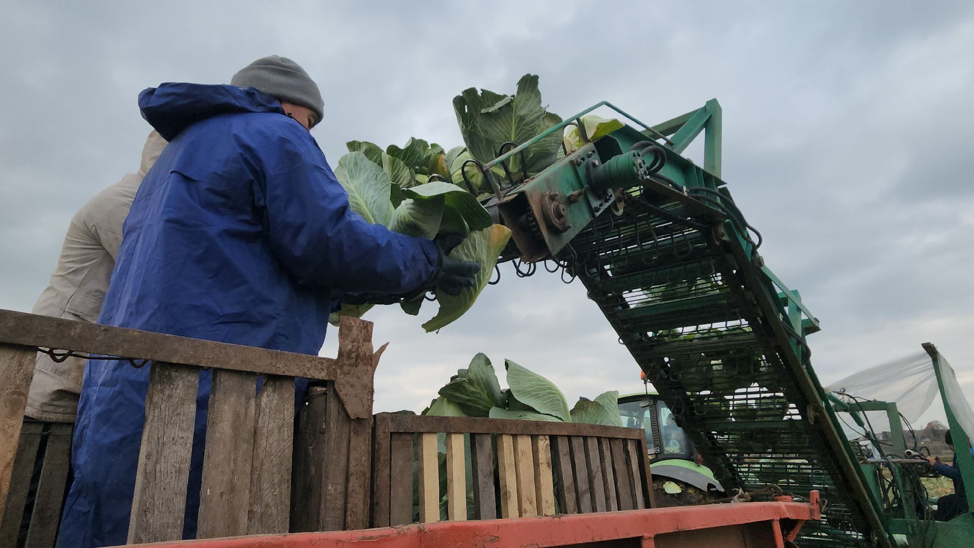 серпухов ао дашковка, уборка урожая в серпухове, сельское хозяйство в серпухове,
