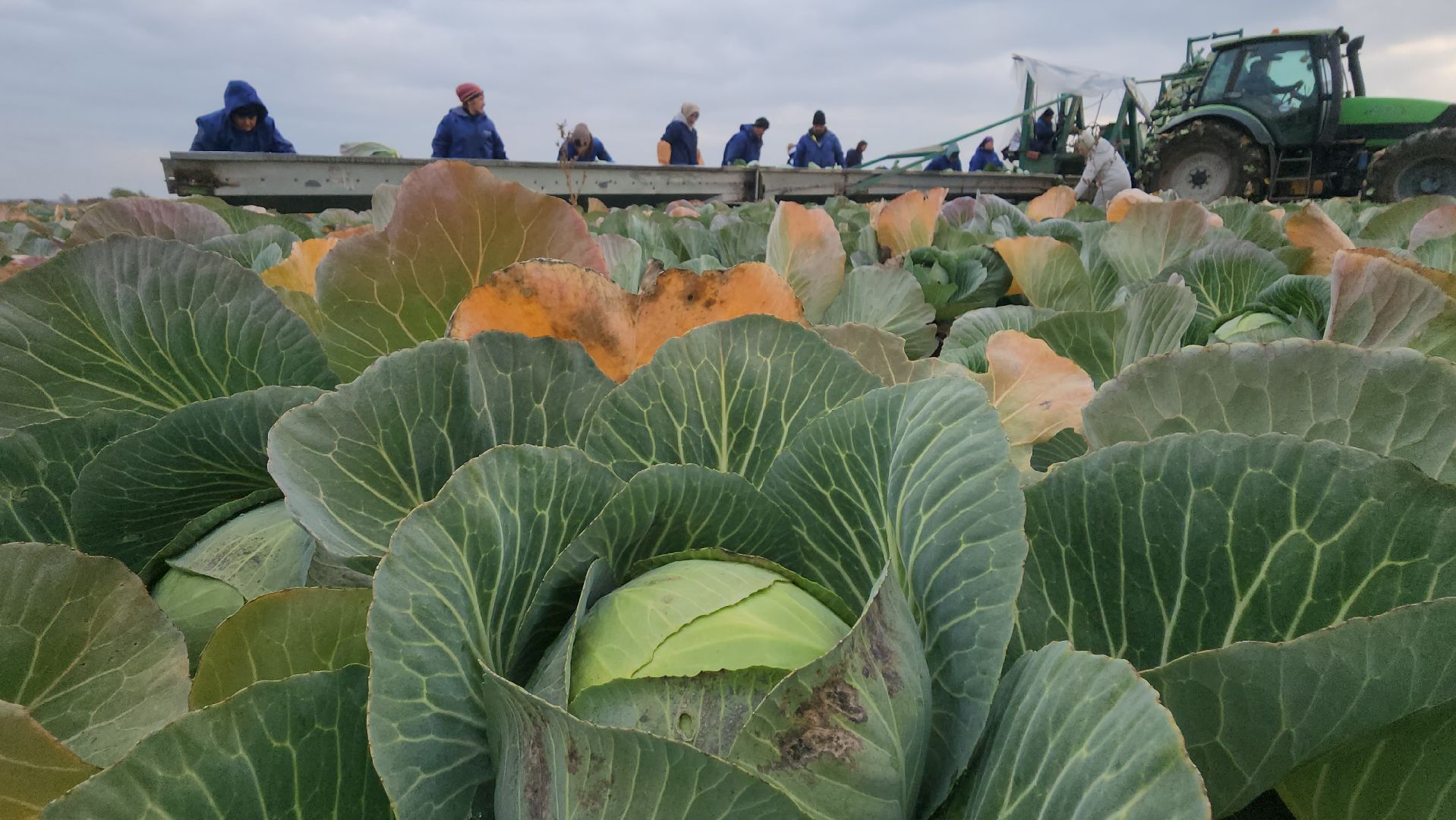 серпухов ао дашковка, уборка урожая в серпухове, сельское хозяйство в серпухове,