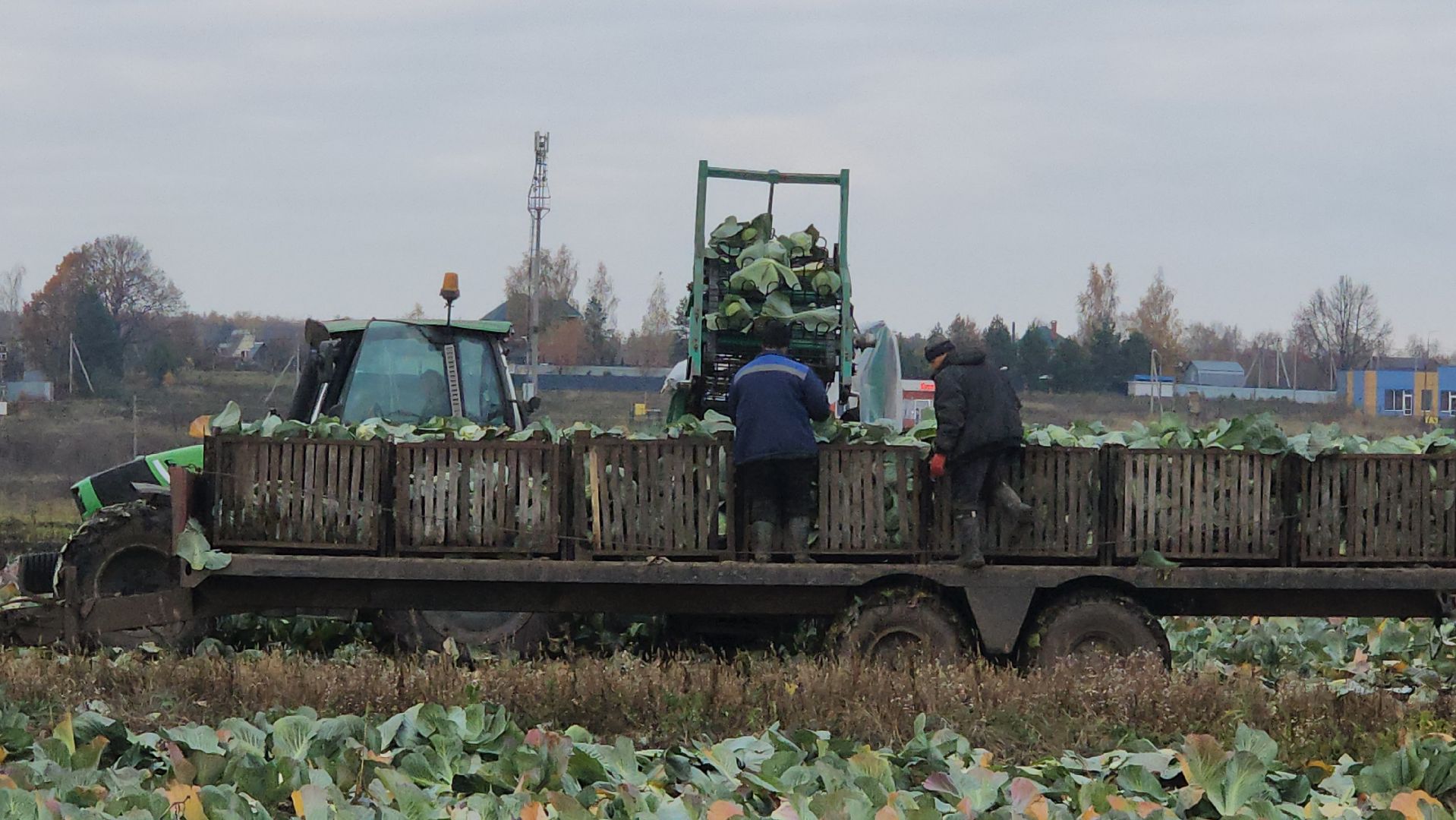 серпухов ао дашковка, уборка урожая в серпухове, сельское хозяйство в серпухове,