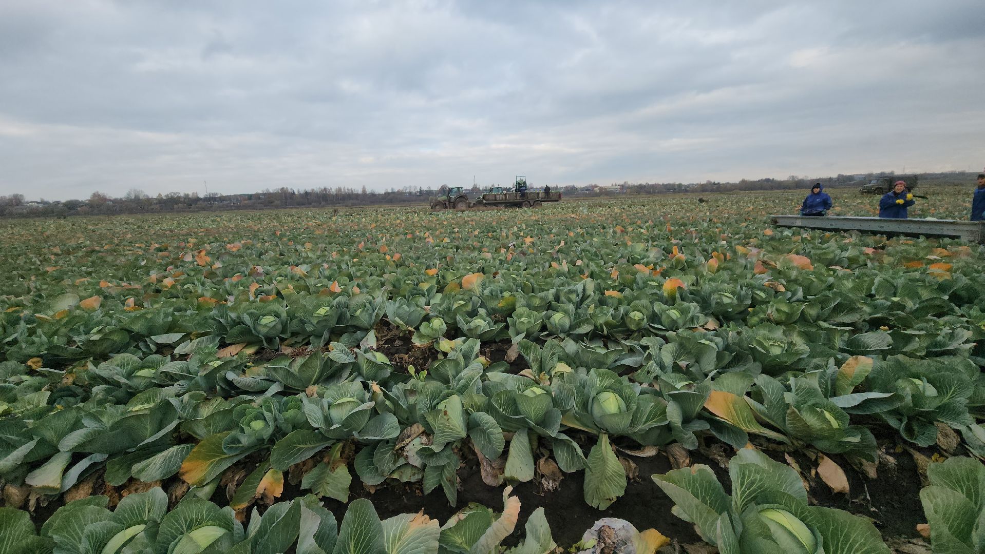 серпухов ао дашковка, уборка урожая в серпухове, сельское хозяйство в серпухове,