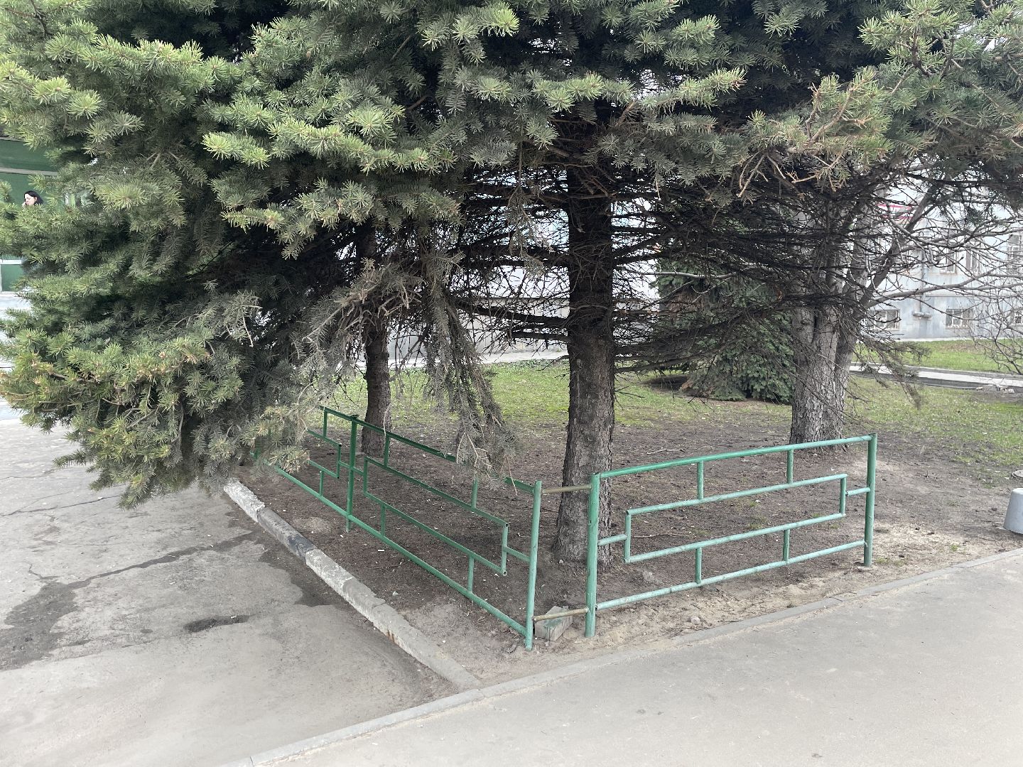 Елки, уборка