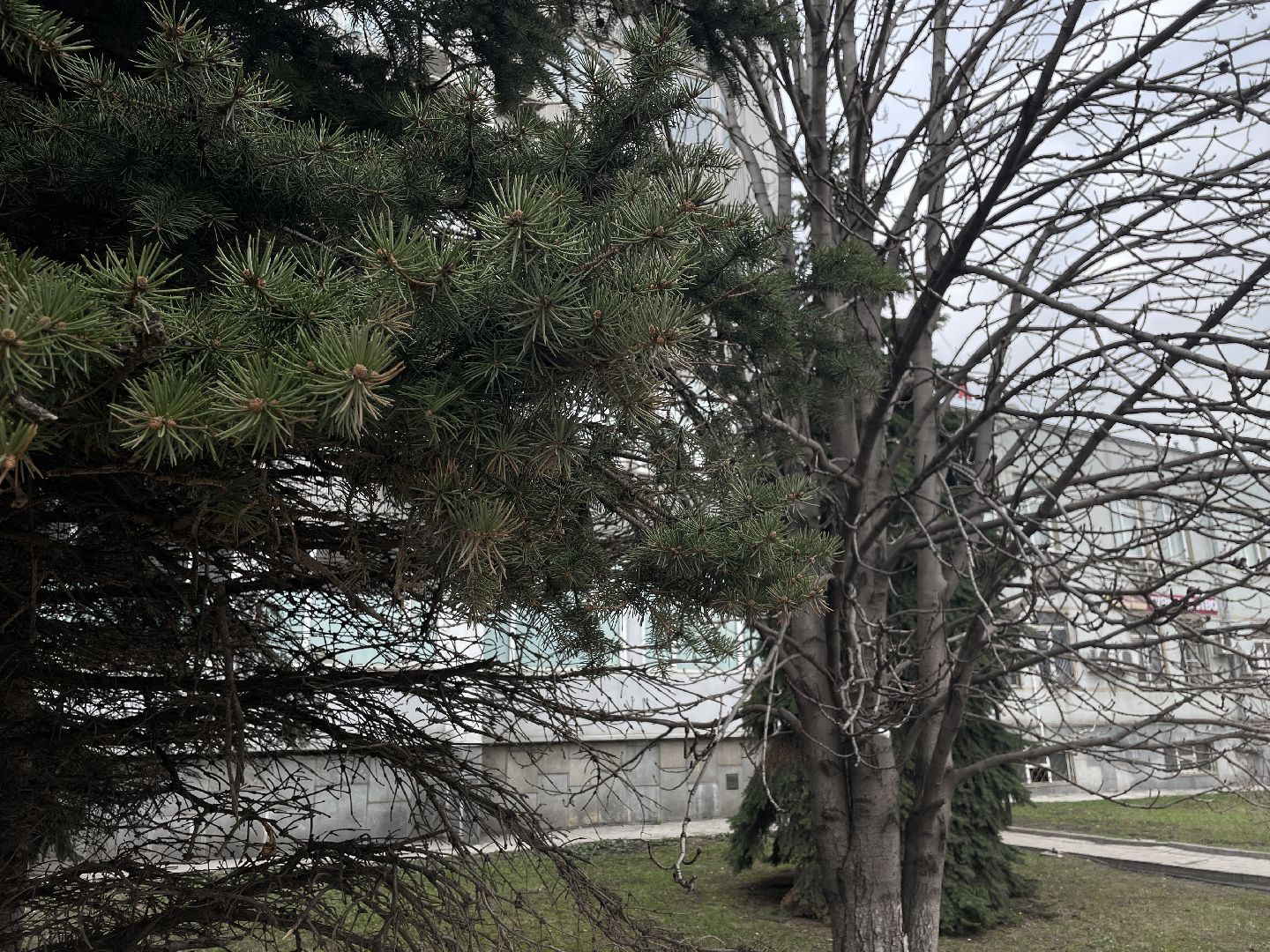 Елки, уборка